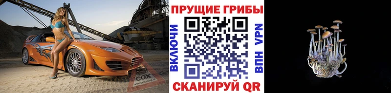 Галлюциногенные грибы Cubensis  kraken   Ужур 